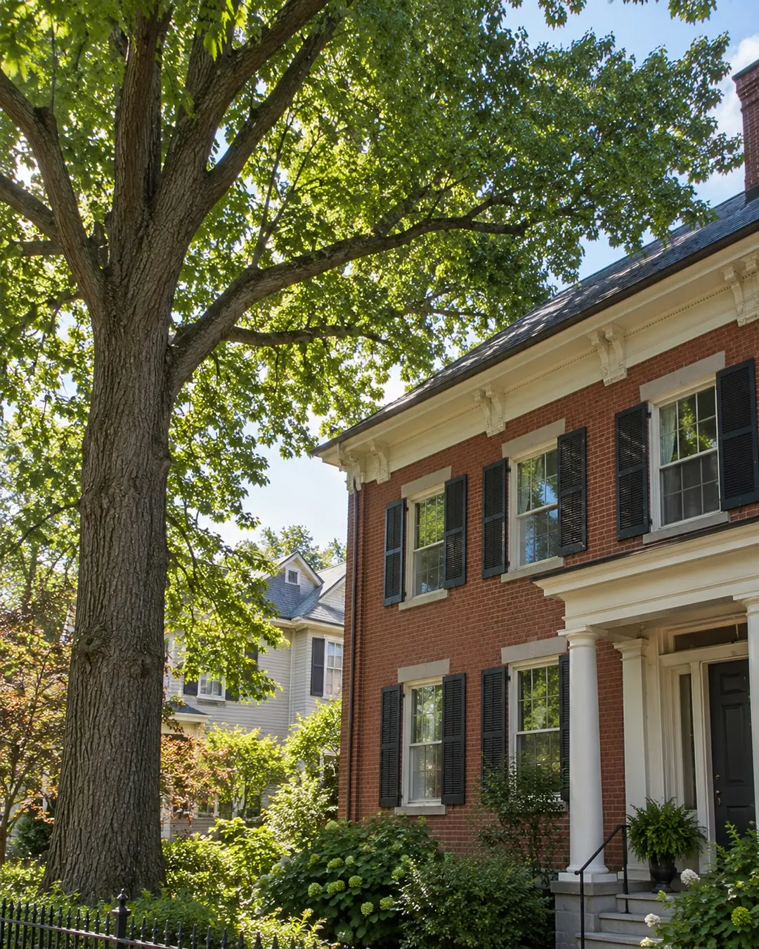 Large shade tree beside Manchester residential architecture