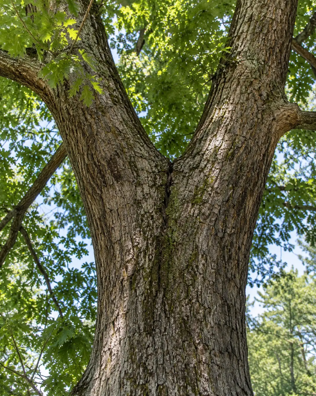 Mature oak fork with a visible narrow union