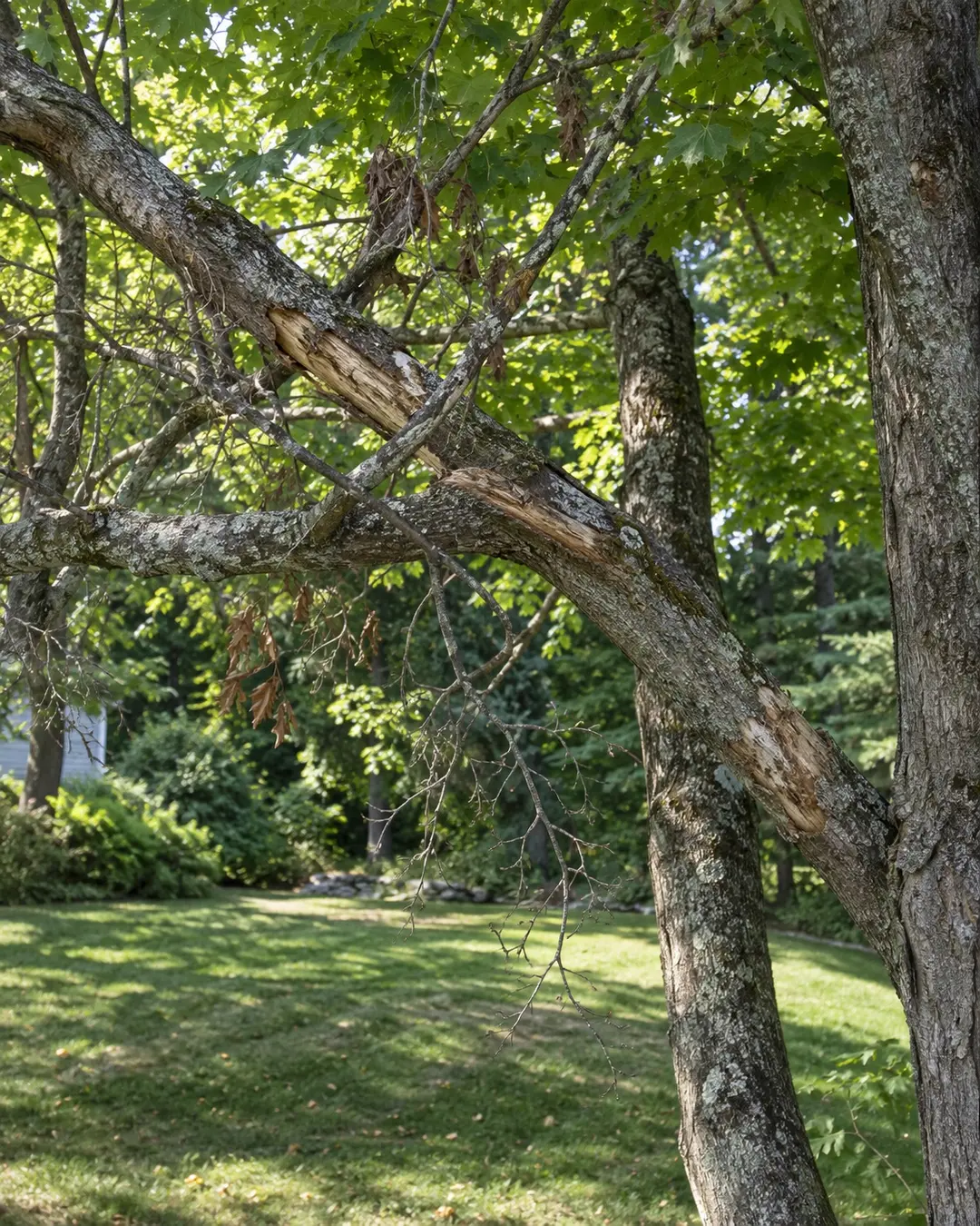 Crossing and damaged branches within a mature maple canopy