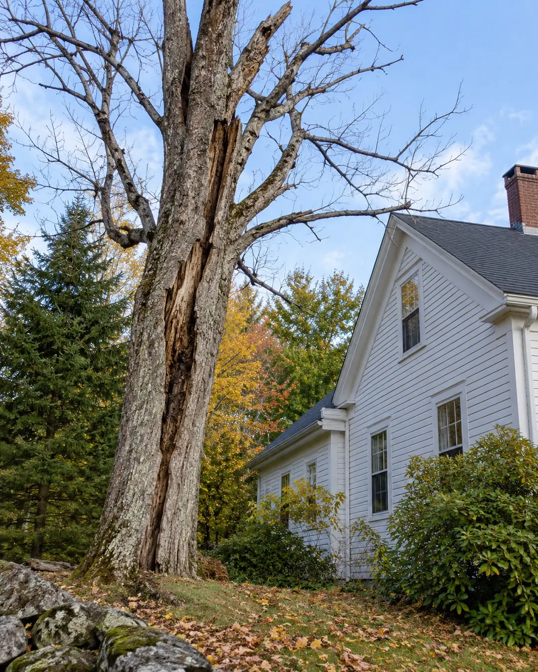 Dead maple with a cracked trunk near a white house