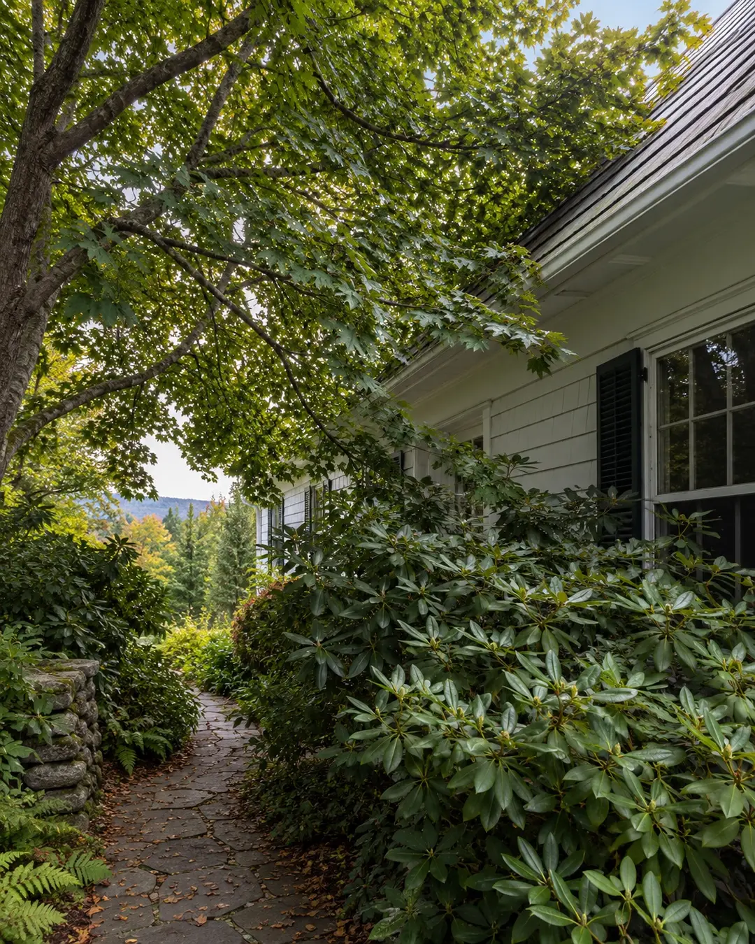 Overgrown branches reaching a home's roofline and walkway